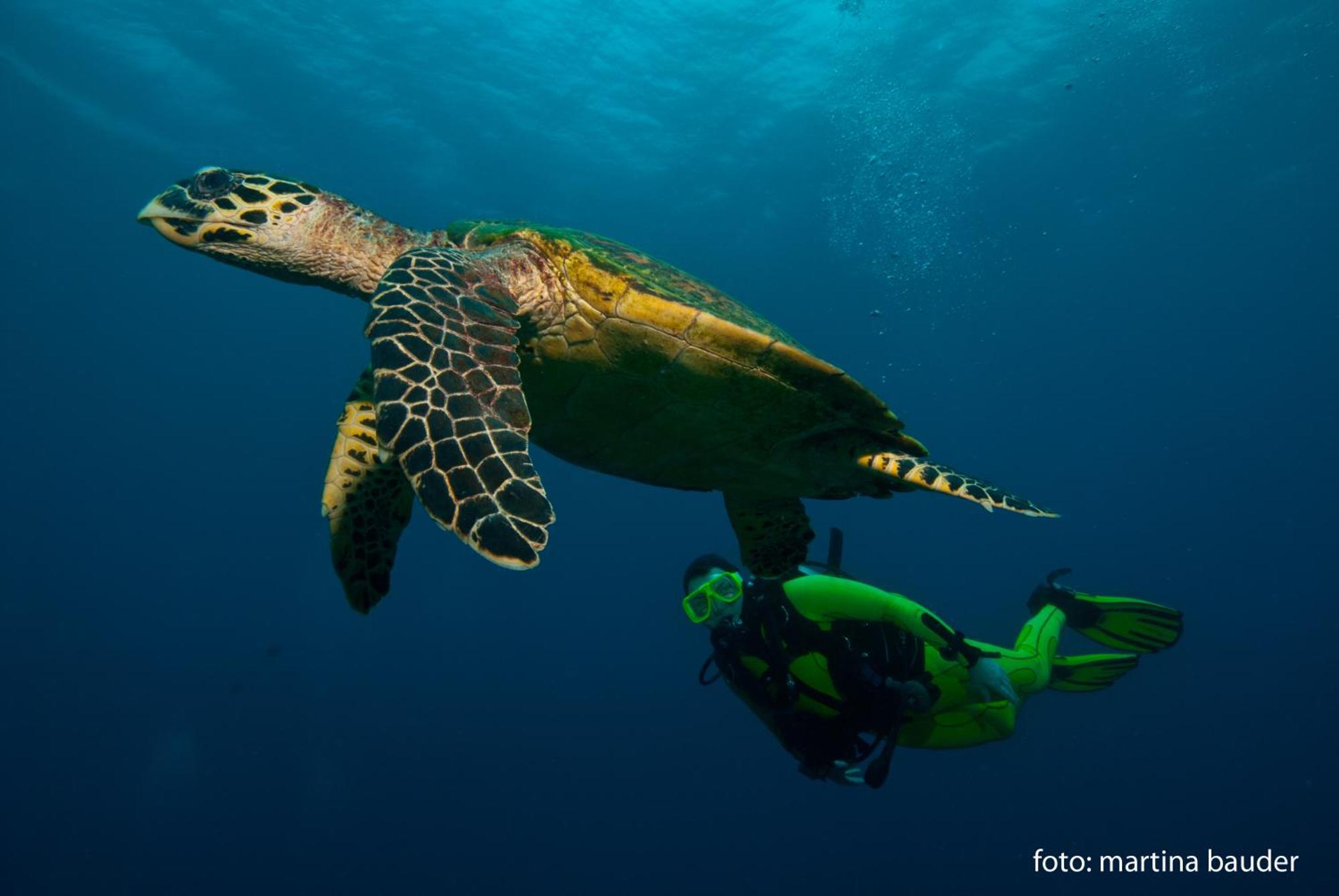 Wellbeach Dive Resort Zamboanguita  Екстер'єр фото